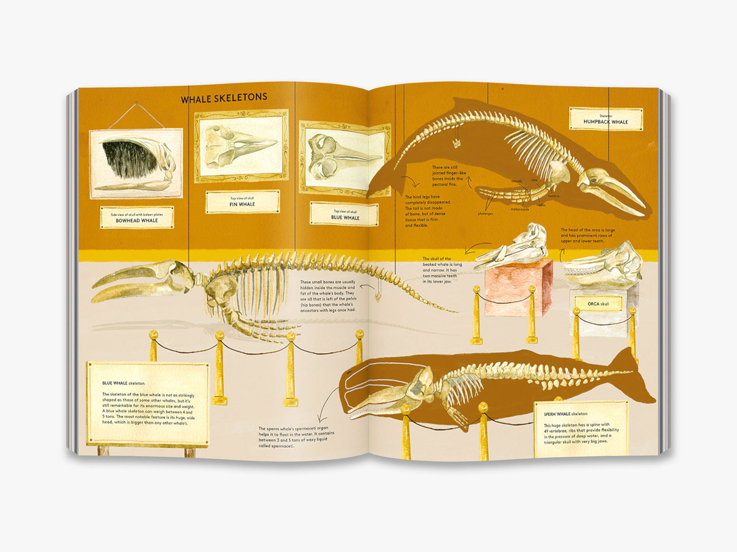 The Secret Life of Whales - interior 6