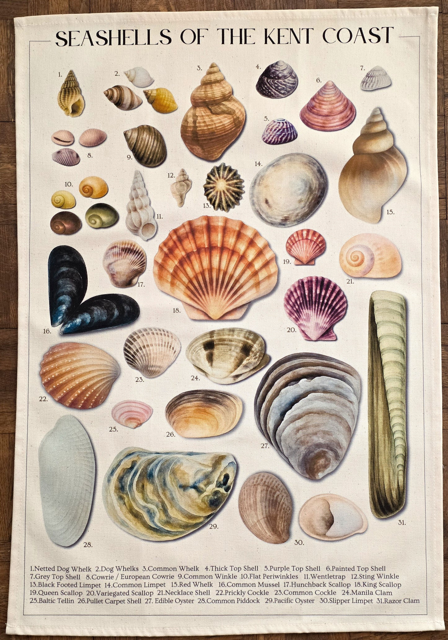 Seashells of the Kent Coast Tea Towel by The Driftweed Artist — hanging