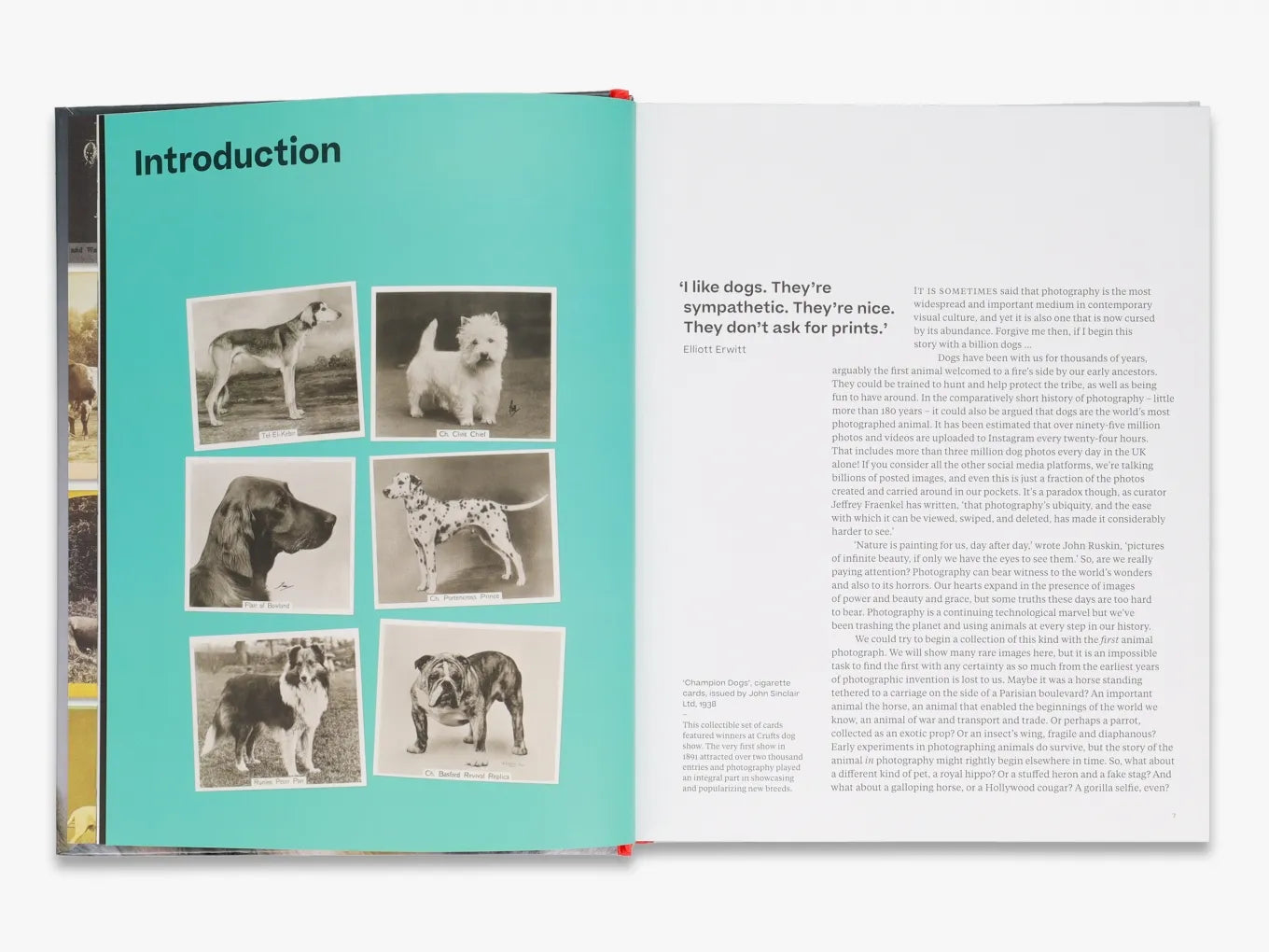 Why We Photograph Animals