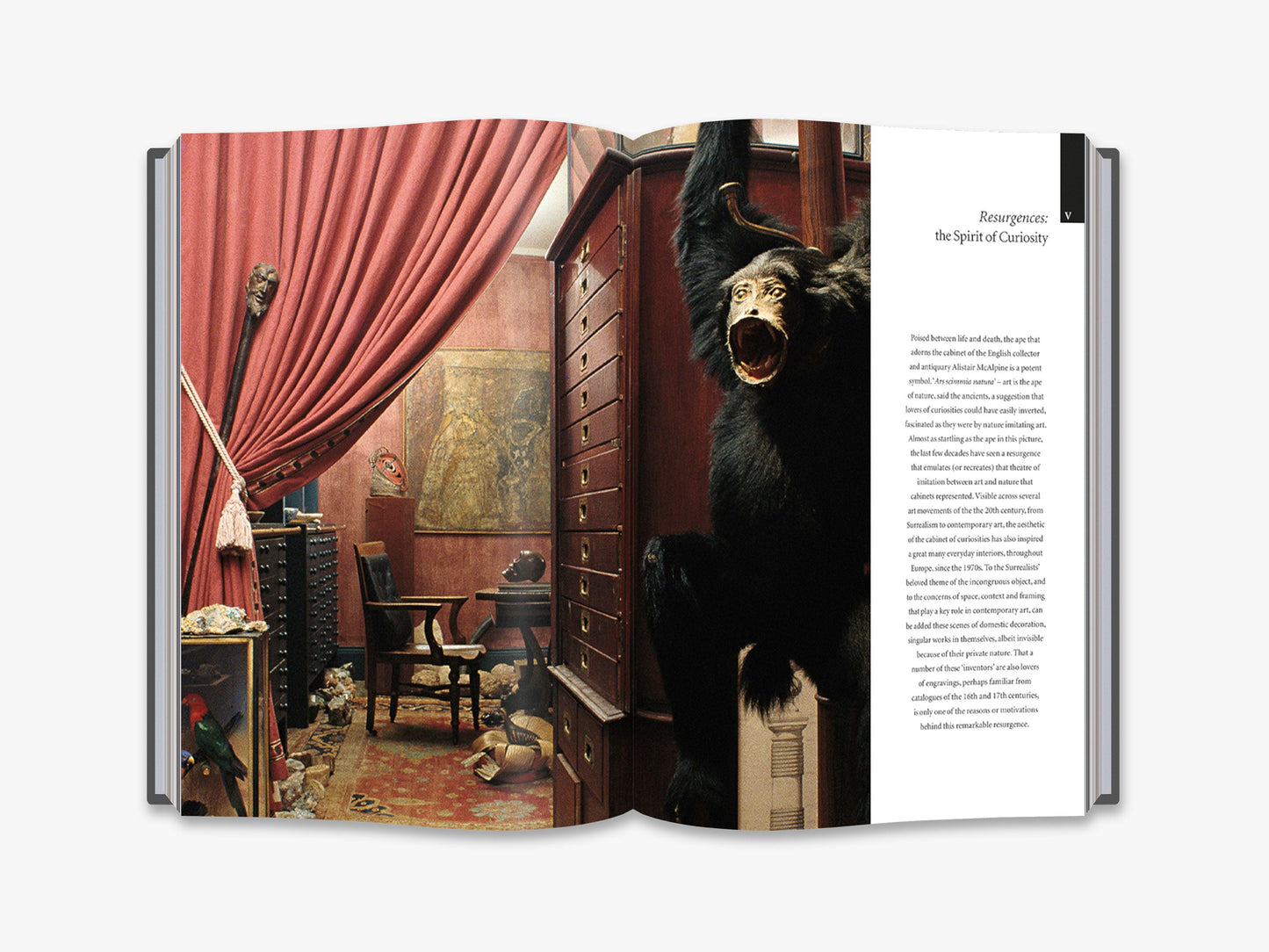 Cabinets of Curiosities - interior 6