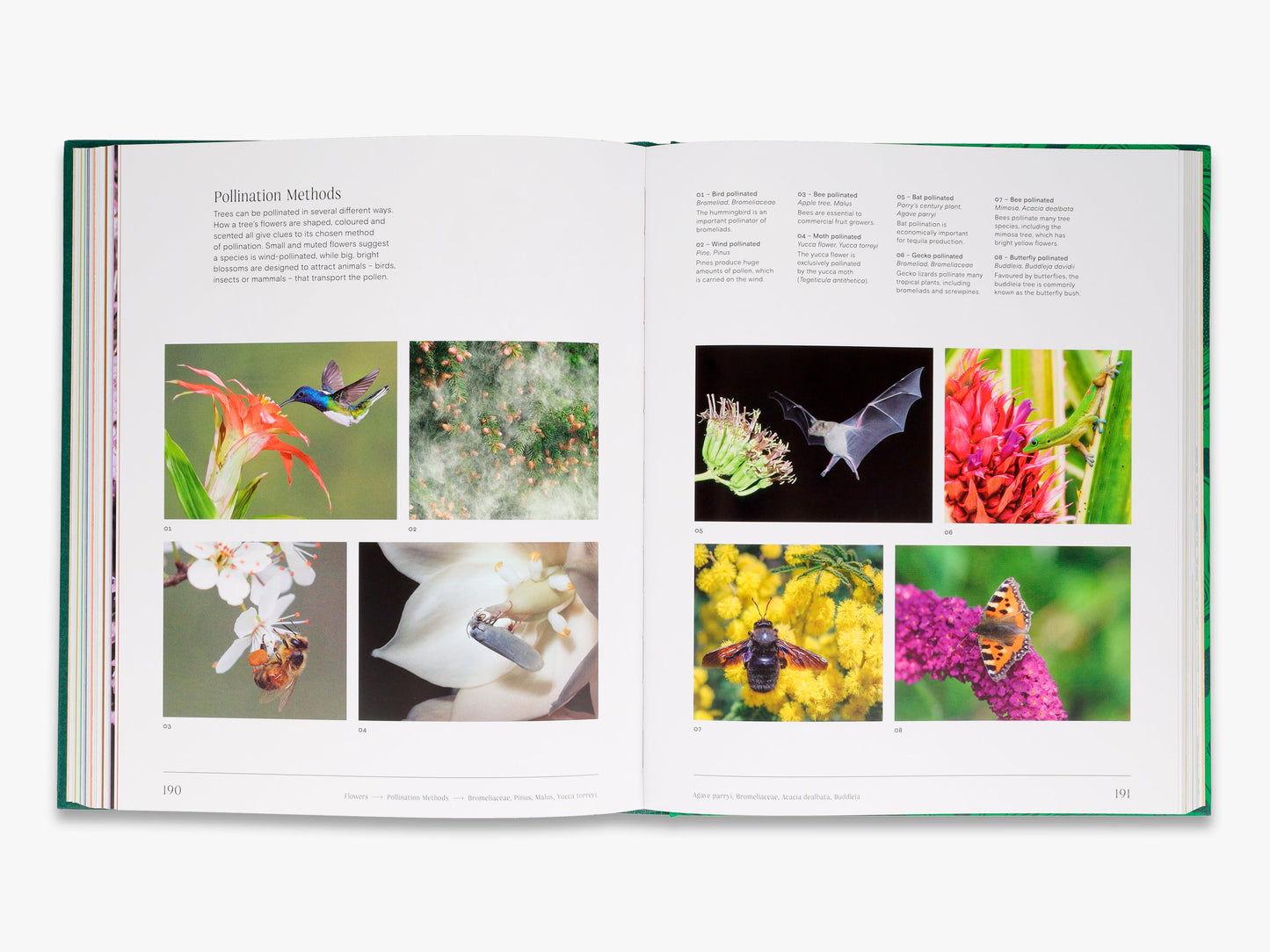 Trees: From Root to Leaf – A Financial Times Book of the Year