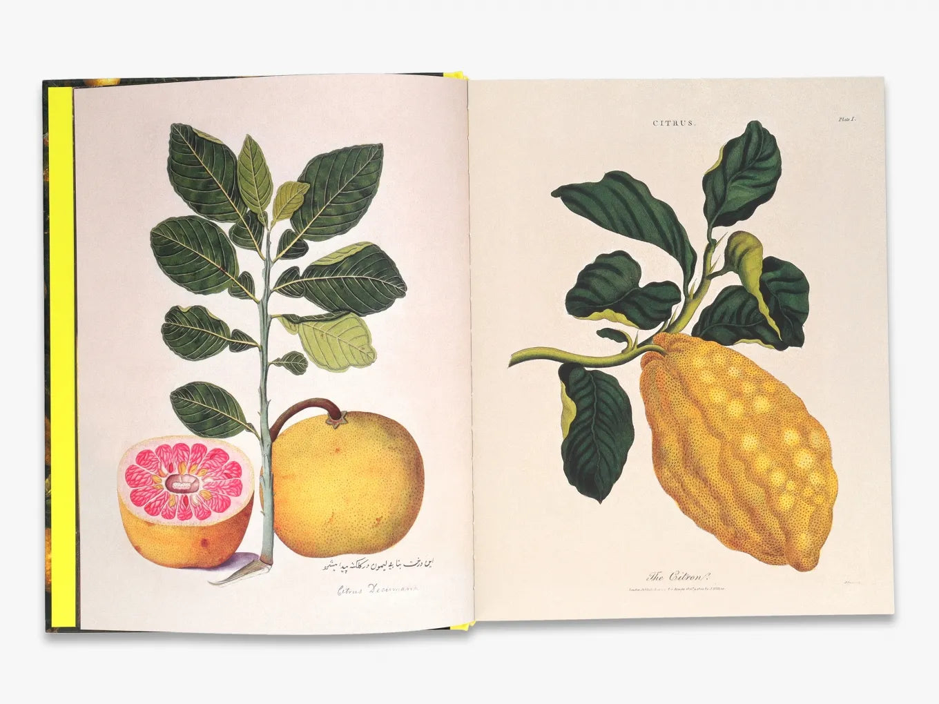 Citrus