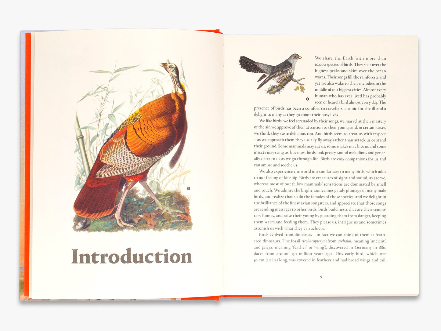 Remarkable Birds
