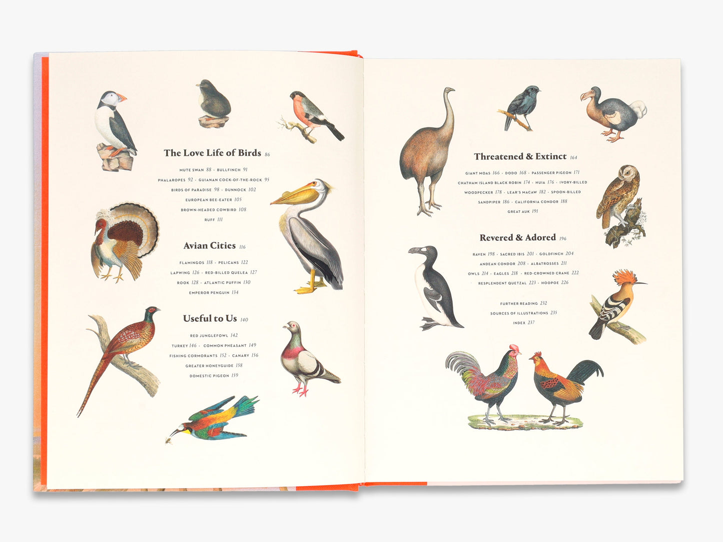 Remarkable Birds