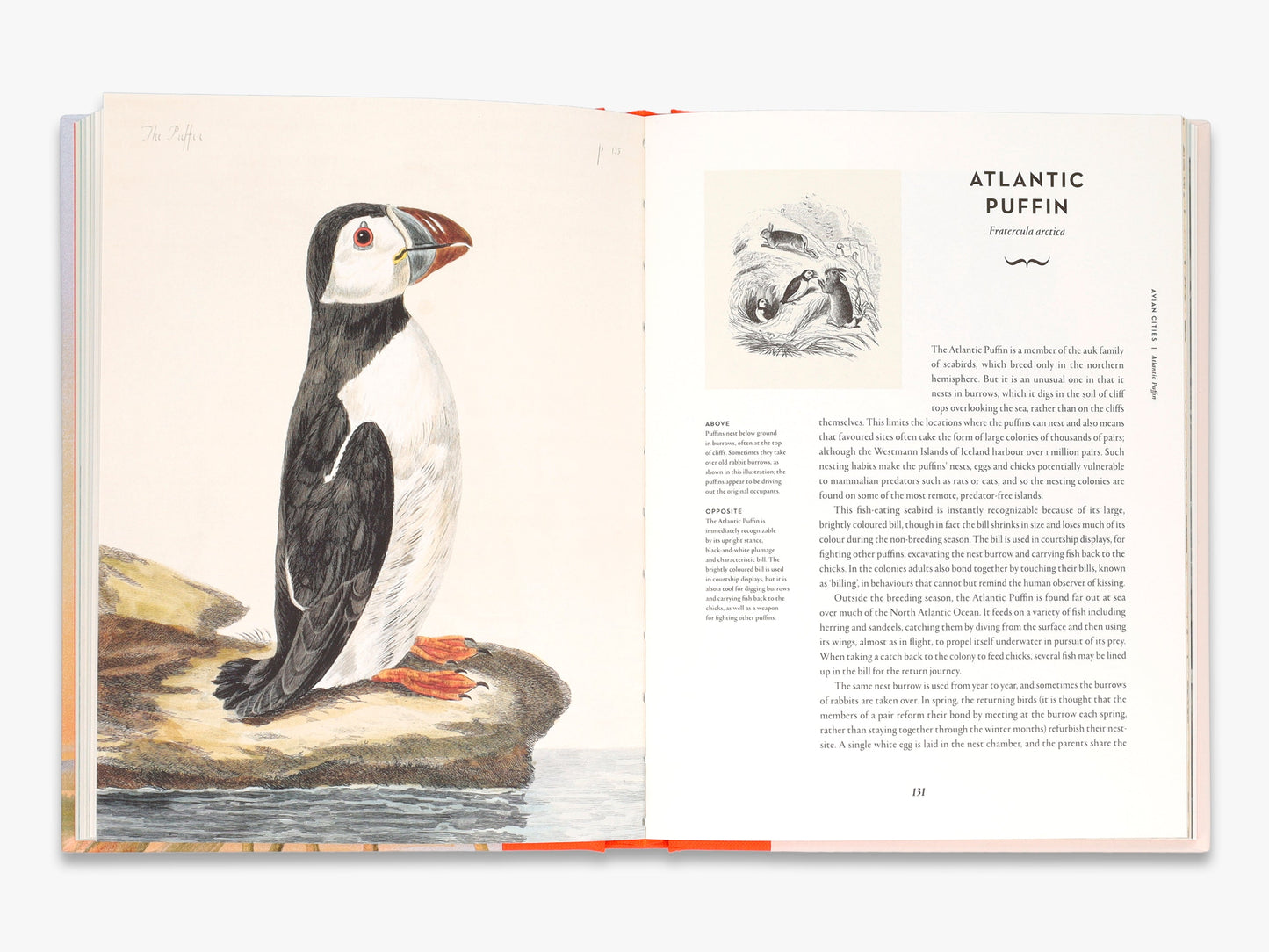 Remarkable Birds
