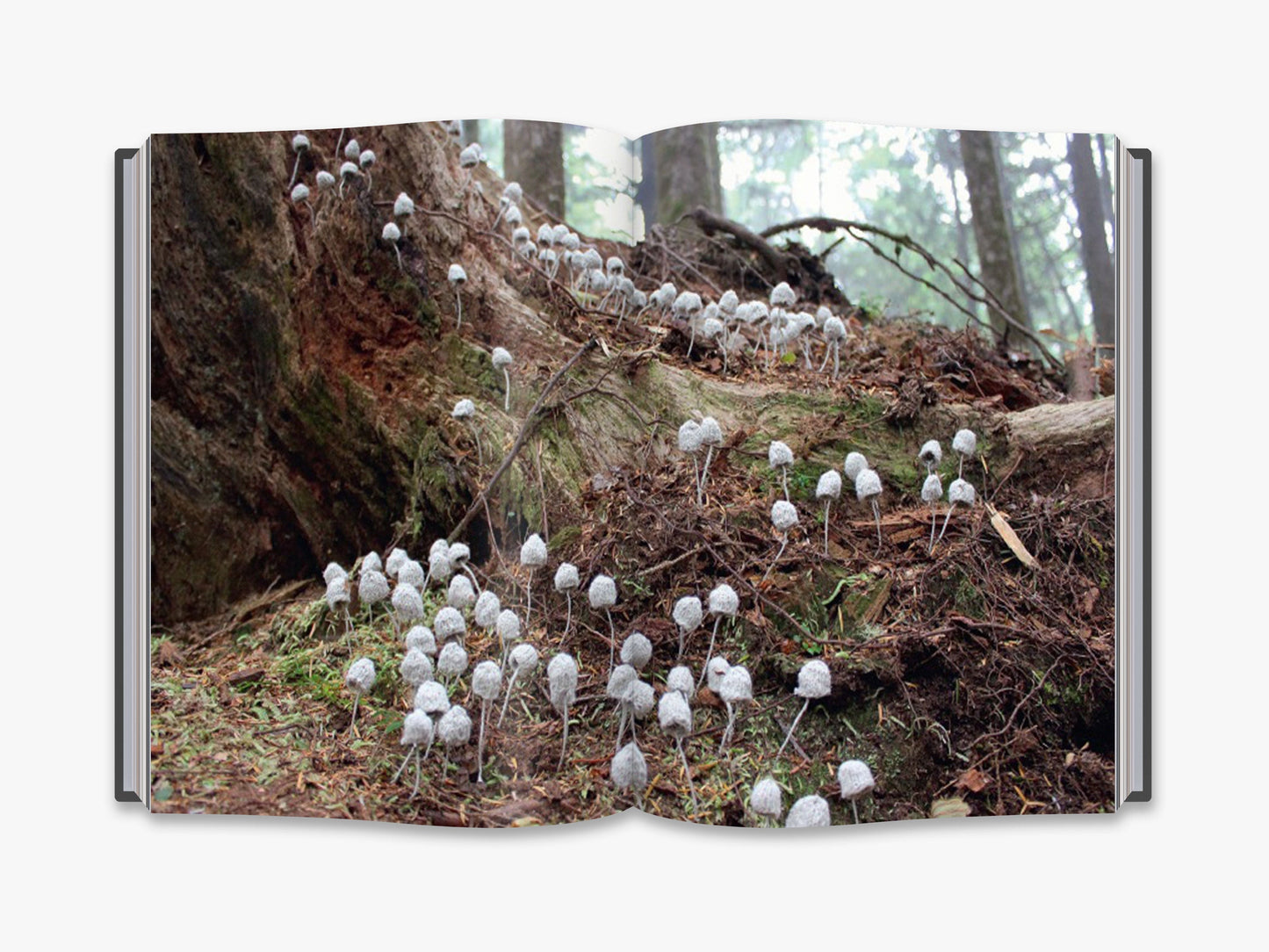 Unravelled