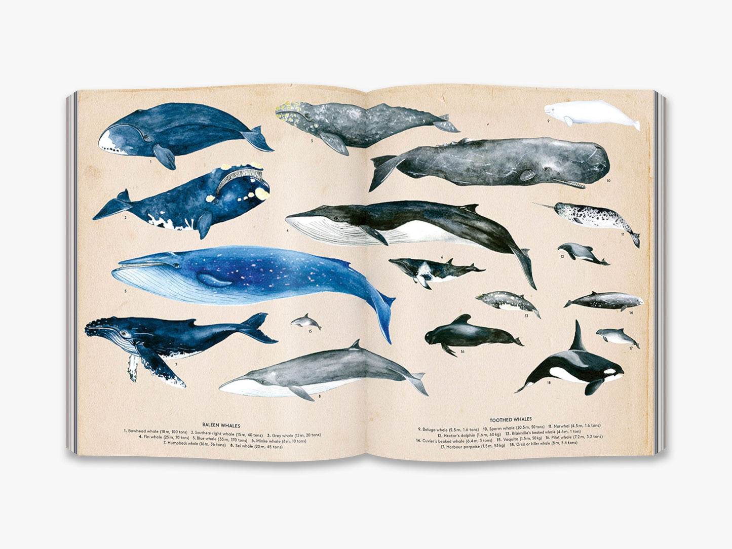 The Secret Life of Whales - interior 1