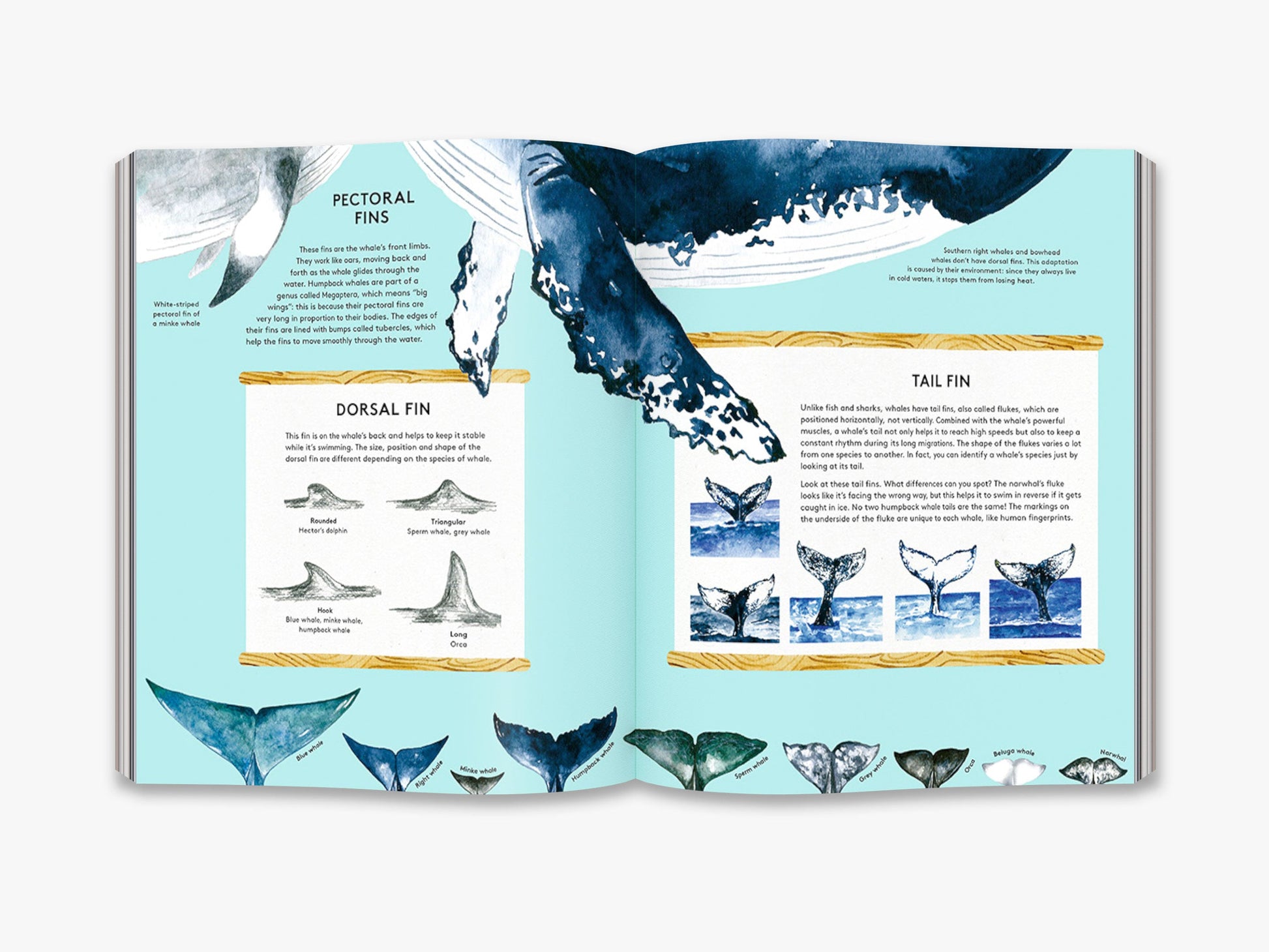 The Secret Life of Whales - interior 2