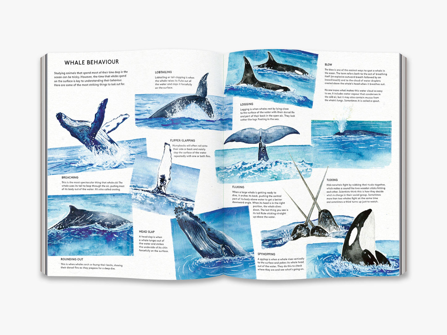 The Secret Life of Whales - interior 3