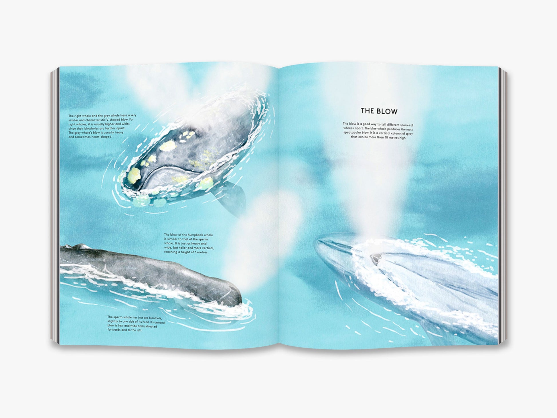 The Secret Life of Whales - interior 4