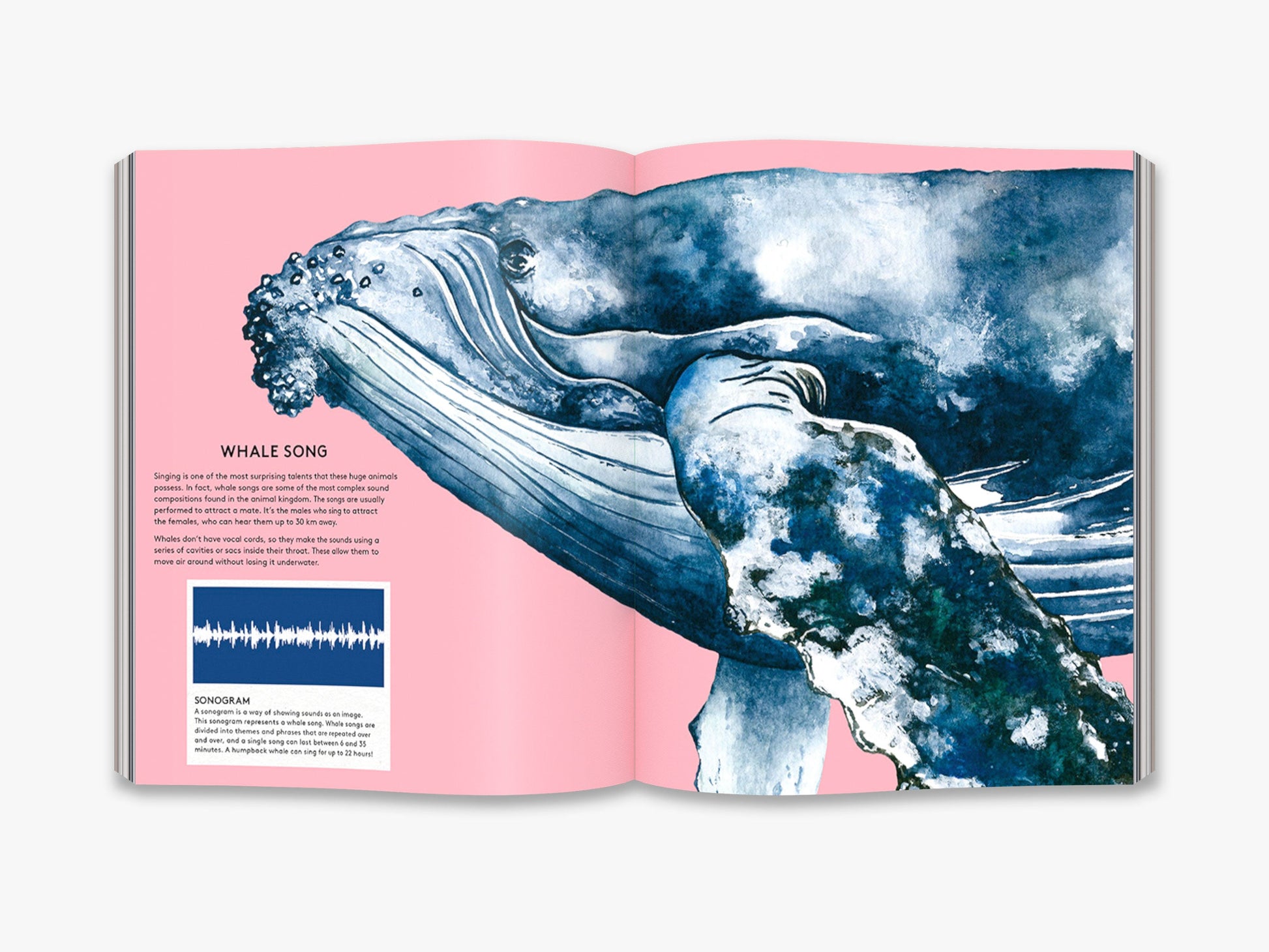 The Secret Life of Whales - interior 5