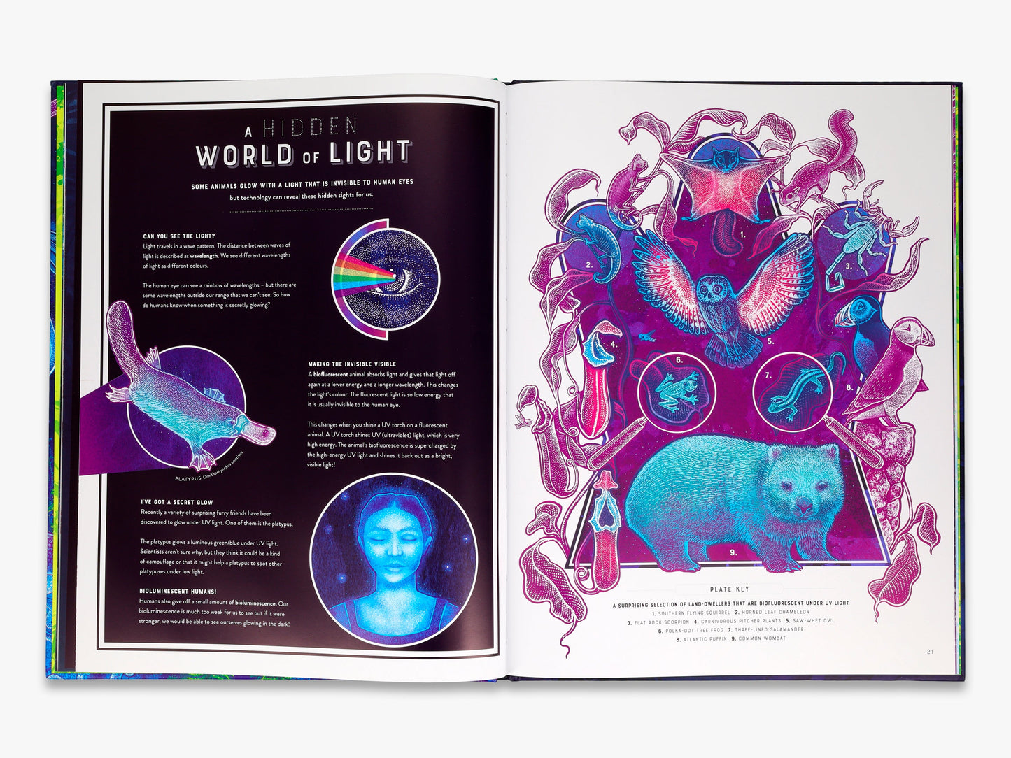 Wild Wonders