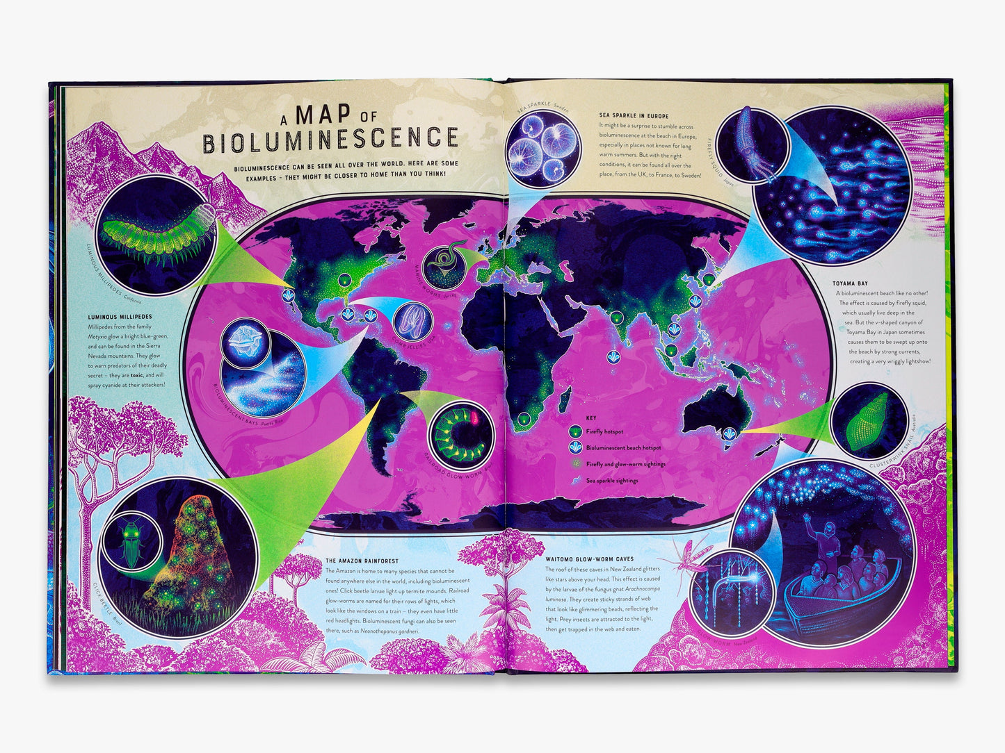 Wild Wonders
