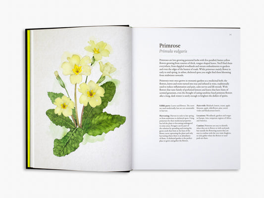 A Forager's Guide to Wild Drinks