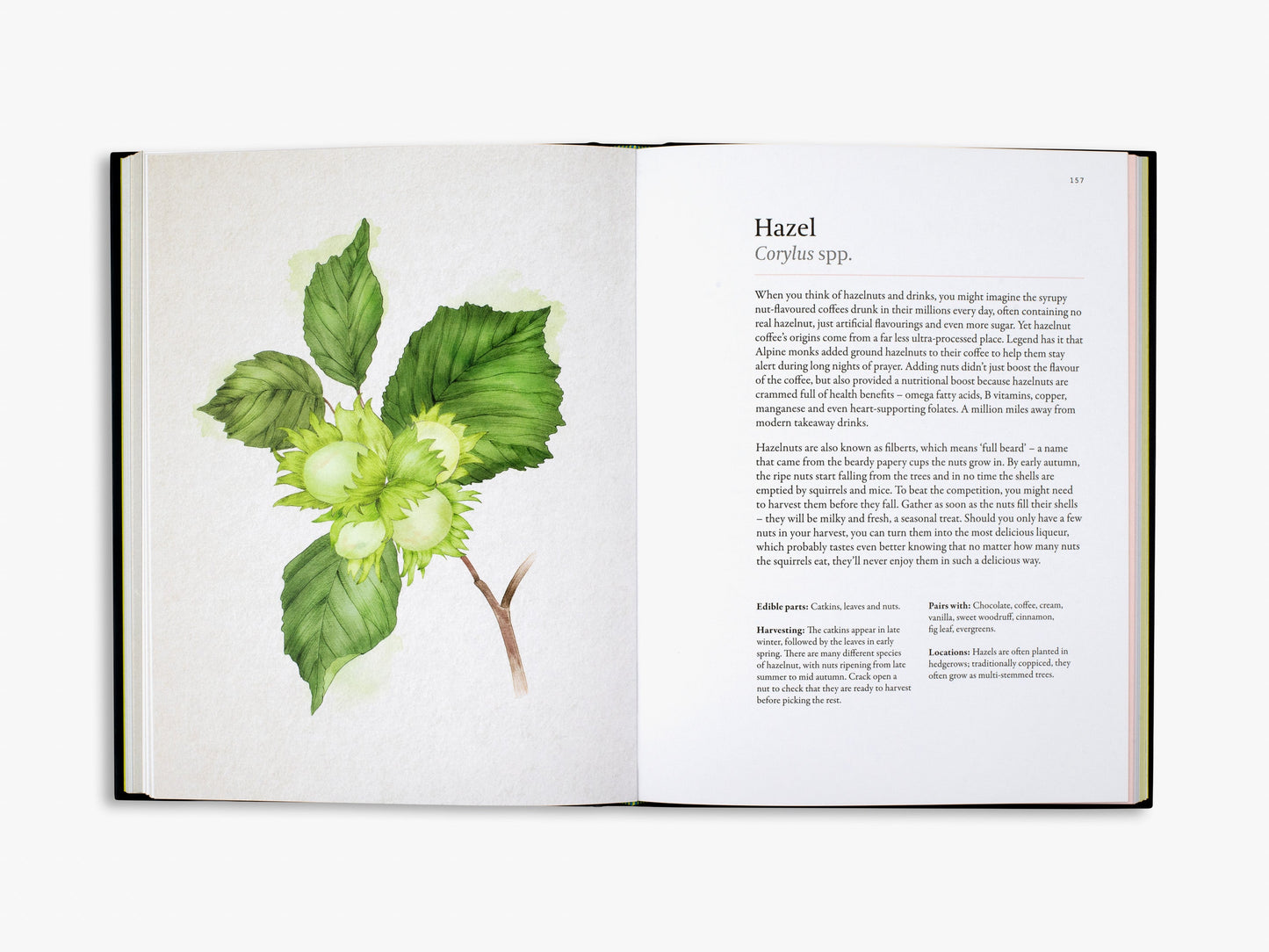 A Forager's Guide to Wild Drinks