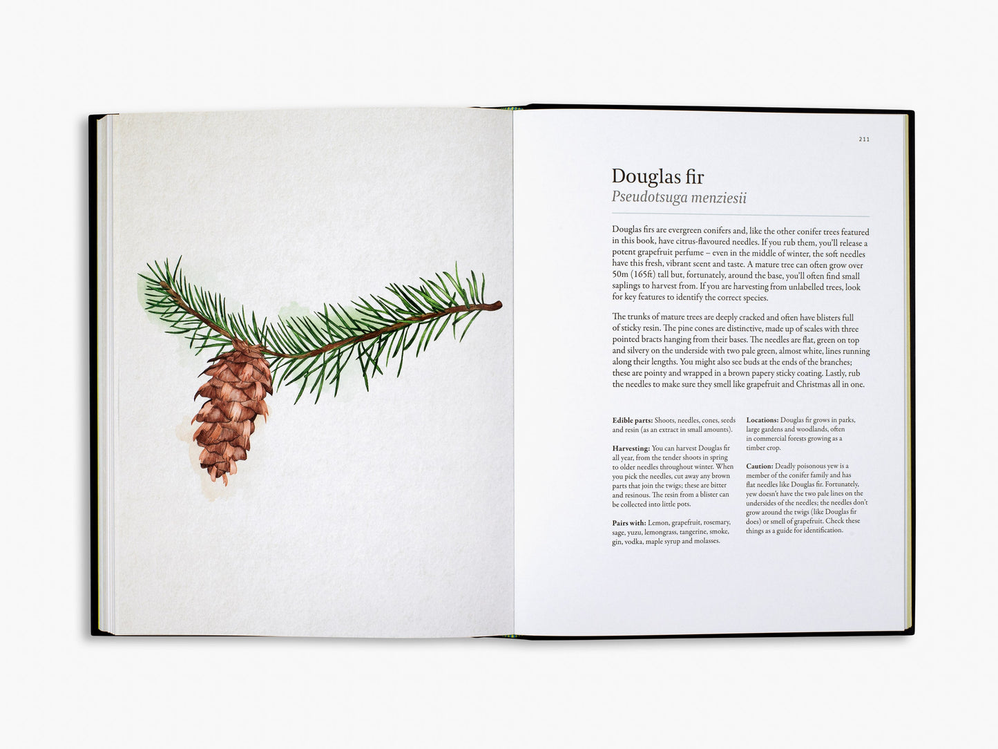 A Forager's Guide to Wild Drinks