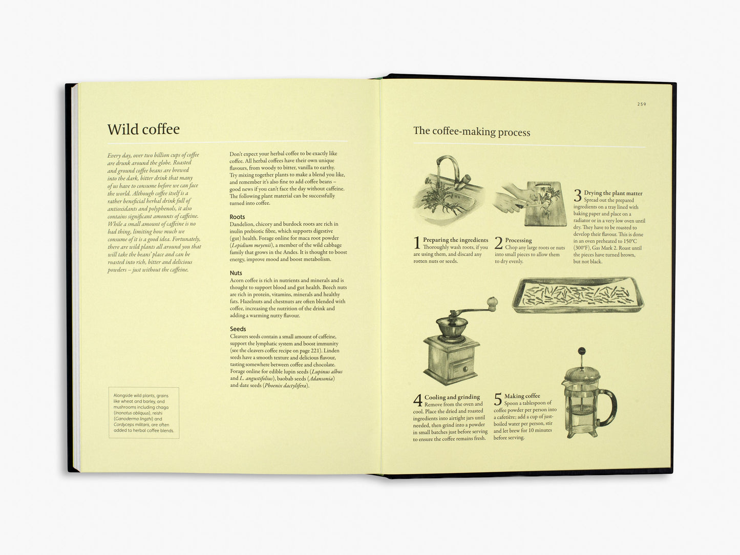 A Forager's Guide to Wild Drinks