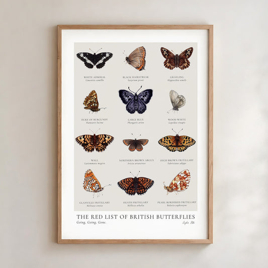 Threatened British Butterfly Specimen Chart, twelve butterflies named in English and Latin, by Lydia Hill