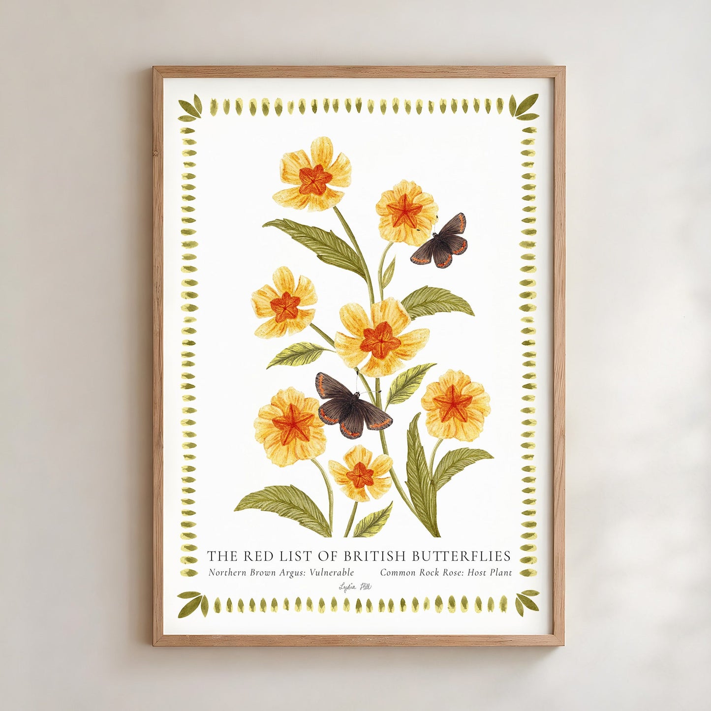 Hand-painted print of a Northern Brown Argus butterfly with common rock rose, by Lydia Hill