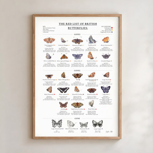 Index print of twelve threatened British butterflies with common and Latin names, by Lydia Hill